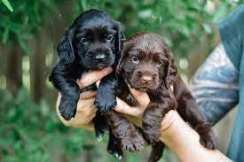 Buy Vaccinated  Beagle Puppy from Kolkata